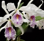 CATTLEYA  MAXIMA V. SEMI ALBA VENOSA  X SELF   - ORQUÌDEA - Belissima espècie equatoriana de lindas flores brancas com lábio e manchas vermelhas, Rara!
