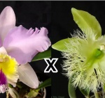 C. Best or Not x Brassavola digbyana - Orquidea - Planta pre-adulta
