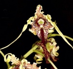 Dend. spectabiles - Orquidea, Planta pre-adulta
