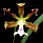 Ency. cordigera Lab. Branco - Orquidea, Planta pre-adulta