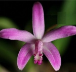 Laelia crispilabia - Orquidea, Planta pre-adulta