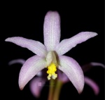 Laelia reginae - Orquidea, Planta pre-adulta