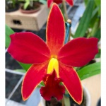 Slc. Orchidacea s Primeiro Amor - Orquidea, Planta pre-adulta