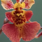 Oncidium equitante tolumnia - Orquidea - Planta pre-adulta