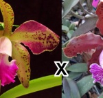 C. Tatarown x C.  schilleriana- Orquidea - Planta pre-adulta