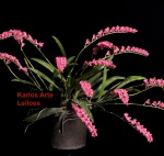 Rodriguezia lanceolata- Orquidea - Planta pre-adulta-