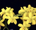 Hoffmannseggella briegeri- Orquidea - Planta adulta-