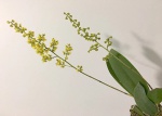 Oncidium Pumilum - Mini Orquidea muito bela!