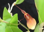 Restrepia elegans - Mini Orquidea, Flores realmente belas!
