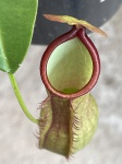 NEPENTHES GRACILIFLORA - Planta Carnivora - Especie endêmica nas Filipinas, Fantástica plantaAdulta jã produzindo Jarros - Proveniente de estaca,