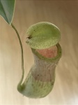 Nepenthes khasiana x Nep. ventricosa -  Fantástica planta Adulta jã produzindo Jarros - Proveniente