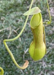 NEPENTHES GRACILIFLORA clara - Planta Carnivora - Especie endêmica nas Filipinas, Fantástica plantaAdulta jã produzindo Jarros - Proveniente de estaca