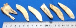 DENTES PARA APLIQUES/PINGENTES - 6 CM EM MÉDIA