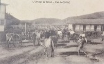 CARTE POSTALE - 8,8 X 13,9 CM - L´ELEVAGE AU BRÉSIL - ETAT DE GOYAZ