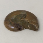 36. Curiosidade. Fóssil de Amonite Cleoniceras, período Jurássico, em tom marrom, originário da ilha de Madagascar, África. Molusco que surgiu no período Devoniano, há 400 milhões de anos, e foi extinto junto com os dinossauros, no fim do período Cretáceo, 65 milhões de anos atrás. Mede aproximadamente 25mm