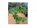 Vaso com 1 figueira  de Valinhos, pode produzir e vaso, Com. 161 cm. Planta Natural.