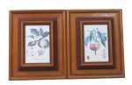 QUADROS, Duas reproduções emolduradas representando frutos e folhagens em policromia, moldura em madeira medindo: 27,5x22cm.
