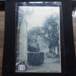 Bilhete Postal do Brasil, Jardim Botânico, Rio de Janeiro (147), A. Ribeiro 1908. Nº256