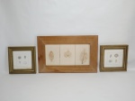 Três quadros: a) KARYN Frances GRAY - "Conchas" 2 reproduções miniaturas emolduradas com vidro, 17 x 17cm cada. b) "Folhas" impressão sobre placas. Emoldurada. 23 x 38cm.