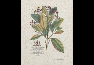 <B>GEORGE DIONYSIU EHRET</b><br>(1708-1770)<br>Botanical, Art, Tropical, Palm Trees<br>Gravura em metal colorida a mão<br>A História Natural de Barbados - Londres, 1750<br>46 x 36 cm