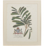 <b>GEORGE DIONYSIU EHRET(</b><br>1708-1770)<br>Botanical, Art, Tropical, Palm Trees<br>Gravura em metal colorida a mão<br>A História Natural de Barbados - Londres, 1750<br>46 x 36 cm