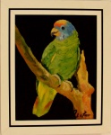 Paulo de Tarso - Quadro óleo sobre Eucatex Passaro papagaio de cara roxa 20x25cm com moldura