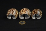 Conjunto de 3 anéis de guardanapo feitos a partir de conchas -med. 5cm