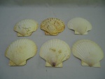 Lote de 6 conchas naturais, medindo em media 13,5cm x 13cm.