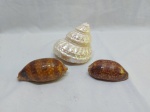 Lote de 3 conchas naturais decorativas. Medindo a maior 11cm de diâmetro x 10cm de comprimento