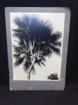 Antiga fotografia em preto e branco, coqueiro. Med. 39 x 29cm.