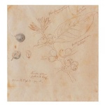 <b>DEBRET, JEAN BAPTISTE</b> <br>(1768-1848) <br>Fruto, Flores e Folhas de Café <br>Desenho s/ papel <br>Ass. cie <br>20 x 19 cm