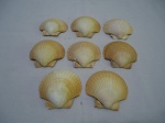 Lote de 9 conchas naturais, medindo em media 8,5cm x 8cm.