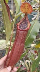 NEPENTHES MIXTA " SUPERBA"- PLANTA CARNÍVORA - Belo híbrido Asiático de jarros muito exótico