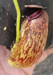 NEPENTHES GLABRATA X ARISTOLOQUIOIDES - PLANTA CARNÍVORA - Belo híbrido Asiático de jarros muito bel