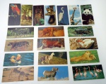 19 cards SURPRESA Nestlé - Aves e Animais (1a. Série) dos 20 desta série  falta só o nª 4