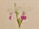 Samuel Salvador - Orquídea, aquarela assinada, 28 x 36 cm.