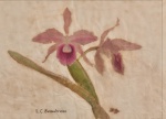 Samuel Salvador - Orquídea L. C  Somabrosa, aquarela assinada, 28 x 36 cm.