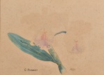 Samuel Salvador - Orquídea C. Premier, aquarela assinada, 28 x 36 cm.