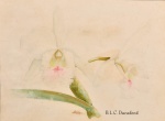 Samuel Salvador - Orquídea B.L.C Dunaford, aquarela assinada, 28 x 36 cm.