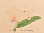 Samuel Salvador - Orquídea C Mrs Frederic Knollys, aquarela assinada, 28 x 36 cm.