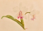 Samuel Salvador - Orquídea, aquarela assinada, 28 x 36 cm.