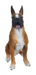 Cachorro Boxer - Bela escultura  confeccionada em resina lindamente policromada artesanalmente, com  riqueza e perfeição nos  detalhes.. Medidas: Altura: 30,3 cm. Largura: 12,7 cm. Comprimento: 19 cm.