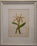 Antônio de Córdoba, aquarela sobre cartão com orquídea medida interna 40 cm por 30 cm e total emoldurada 65 cm por 55 cm, apresentas sinais de fungos.