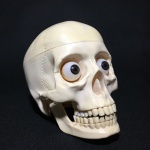 Cabeça de esqueleto em material sintético, mandíbula articulada , com dentes e crânio removíveis. Dimensões: 15 cm x 16 cm x 11 cm.