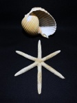 Concha caracol e estrela do mar. Dimensões: 20 cm comprimento (maior peça).