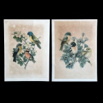 Duas antigas impressões de aves , assinado FAP , exemplares parte de coleção, série colibri maior n.1 e 9. Dimensões : 26 cm x 19 cm.