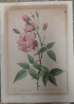 Gravura Antiga de Rosa -  Med. 41cm x 30cm.  Apresenta perda e furo no papel. No estado.