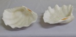 Duas conchas do mar , medindo 14 x 17 cm e 20 x 13 cm.