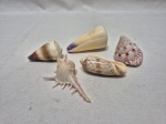 Lote de 5 conchas naturais para decoração. Medindo a maior 7cm de comprimento.