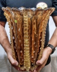 MURANO - Espetacular, charmoso e grande vaso em vidro artístico de Murano, design clássico de bela tonalidade âmbar, feitio gomado rico em movimentos, adornado por lindas e raras Morizas em relevo com bolhas e pó de ouro. Perfeito estado de conservação, Mede 34,5 cm de altura x 26,0 cm de diâmetro da borda. Itália, Século XX.